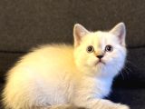 British shorthair lynx point