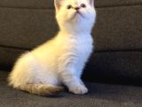 British Shorthair Lynx Point