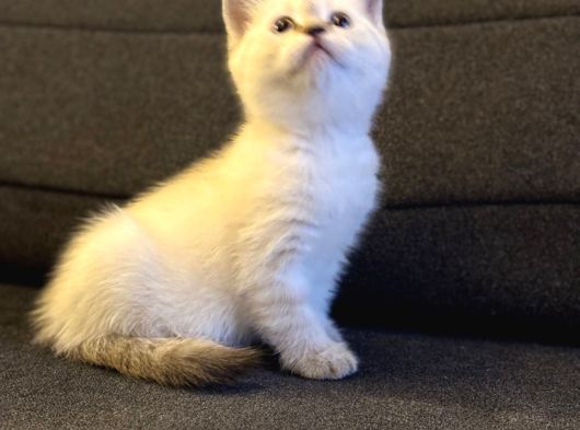 British Shorthair Lynx Point görsel