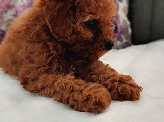 Her Bütçeye Uygun Orji̇nal Toy Poodle Yavrular görsel