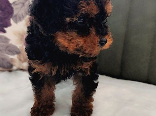 Her Bütçeye Uygun Orji̇nal Toy Poodle Yavrular görsel