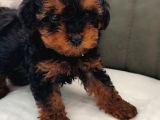 Her Bütçeye Uygun Orji̇nal Toy Poodle Yavrular