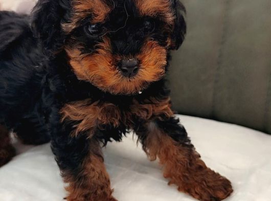 Her Bütçeye Uygun Orji̇nal Toy Poodle Yavrular görsel