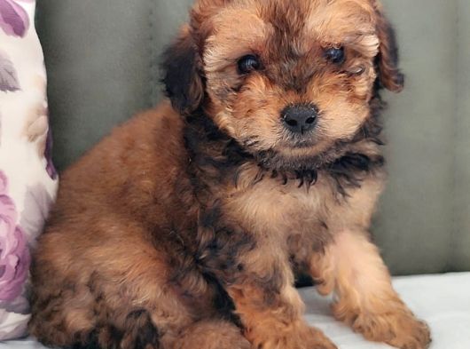 Her Bütçeye Uygun Orji̇nal Toy Poodle Yavrular görsel