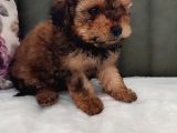Her Bütçeye Uygun Orji̇nal Toy Poodle Yavrular