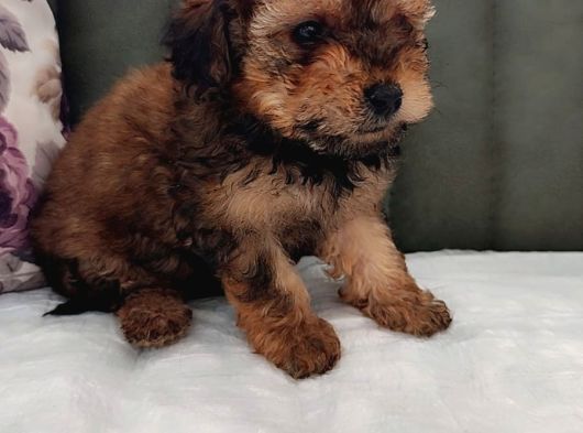 Her Bütçeye Uygun Orji̇nal Toy Poodle Yavrular görsel