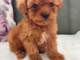 Her Bütçeye Uygun Orji̇nal Toy Poodle Yavrular