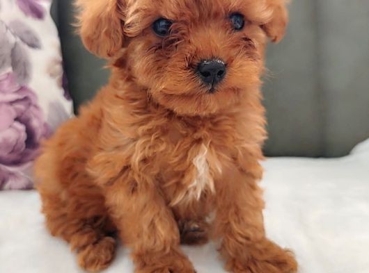 Her Bütçeye Uygun Orji̇nal Toy Poodle Yavrular görsel