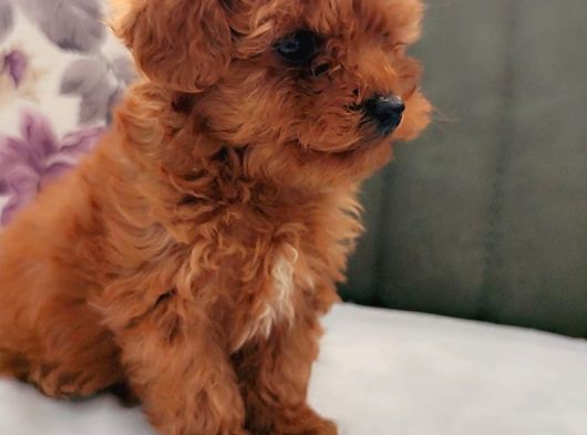 Her Bütçeye Uygun Orji̇nal Toy Poodle Yavrular görsel