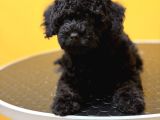 Silver Poodle Yavrular