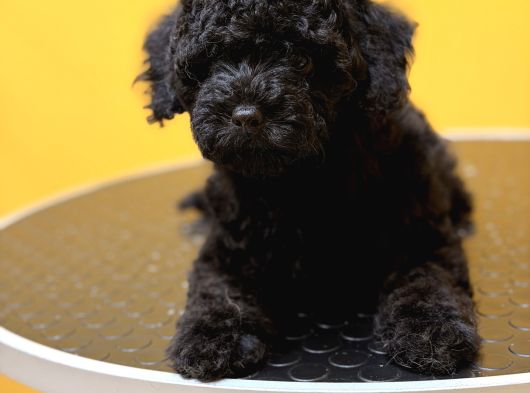 Silver Poodle Yavrular görsel