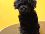 Silver Poodle Yavrular