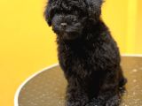 Silver poodle yavrular