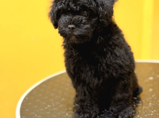 Silver Poodle Yavrular