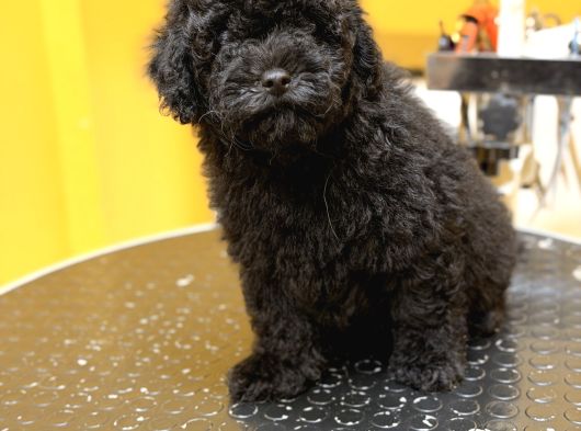 Silver Poodle Yavrular görsel