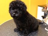 Silver Poodle Yavrular