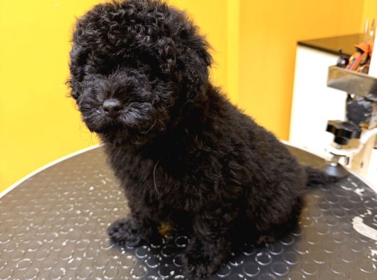 Silver Poodle Yavrular görsel
