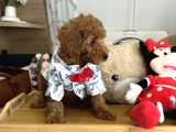 Poodle Torunlarımız