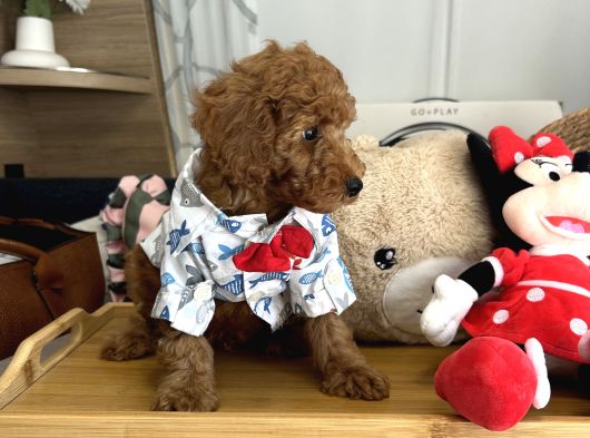 Poodle Torunlarımız