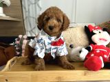 Poodle Torunlarımız