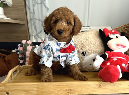 Poodle Torunlarımız görsel
