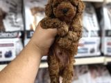 Irk Garantili Orjinal Toy Poodle Yavrularımız