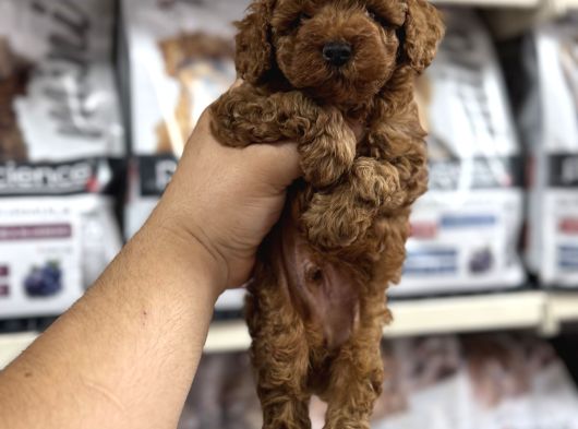 Irk Garantili Orjinal Toy Poodle Yavrularımız görsel