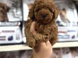 Evinizin neşesi olacak Orjinal toy poodle yavrularımız