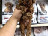 Irk Garantili Orjinal Toy Poodle Yavrularımız