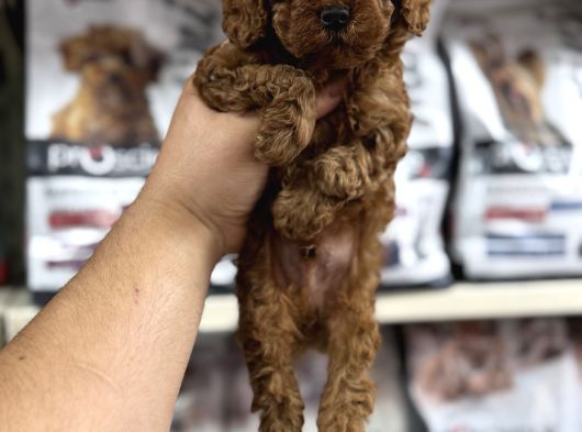 Irk Garantili Orjinal Toy Poodle Yavrularımız görsel