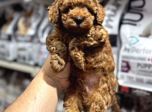 Evinizin Neşesi Olacak Orjinal Toy Poodle Yavrularımız görsel