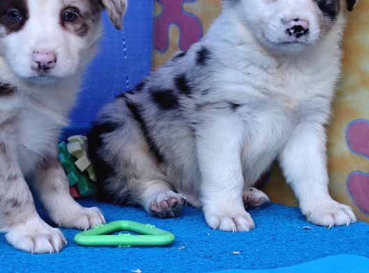 A Kali̇te Efsane Güzelli̇kte Blue Merle Border Coli̇e görsel