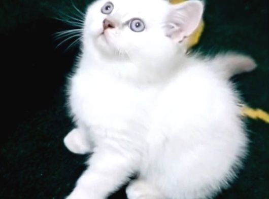 British Shorthair Yavrularımız görsel