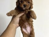 Toy poodle tadında orjinal maltipoo bebekler