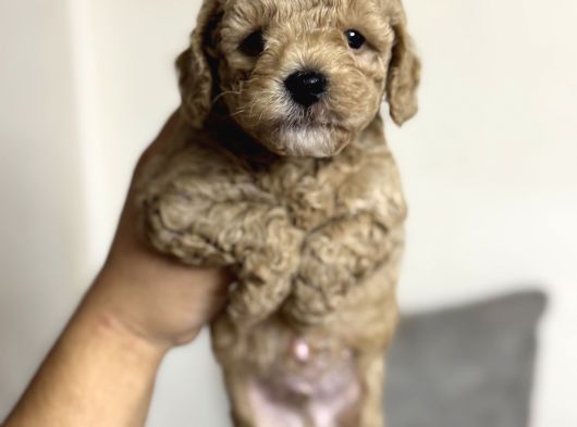 Tüy Dökmeyen Koku Yapmayan Malti̇poo Yavrularimiz görsel