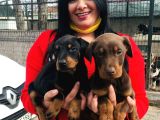 Ki̇ng Doberman Yavrularimiz