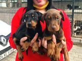Ki̇ng Doberman Yavrularimiz
