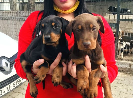 Ki̇ng Doberman Yavrularimiz görsel