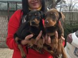 KİNG DOBERMAN YAVRULARIMIZ