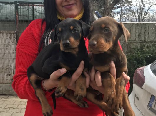 KİNG DOBERMAN YAVRULARIMIZ