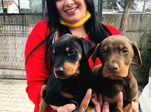 Ki̇ng Doberman Yavrularimiz görsel