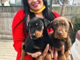 Ki̇ng Doberman Yavrularimiz
