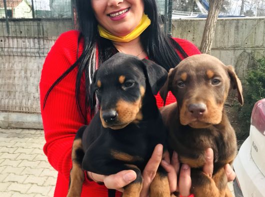 Ki̇ng Doberman Yavrularimiz görsel