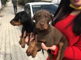 Ki̇ng Doberman Yavrularimiz