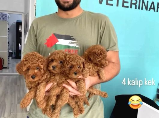 Aci̇ll Kore Toy Poddle Koyu Renk görsel