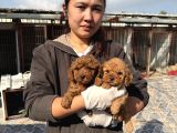 Toypoodle yavruları