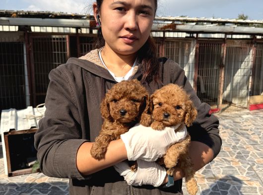 Toypoodle Yavruları