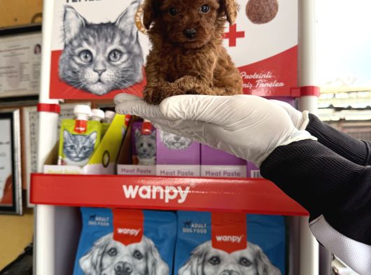Toypoodle Yavruları görsel