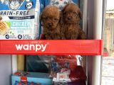 Toypoodle Yavruları