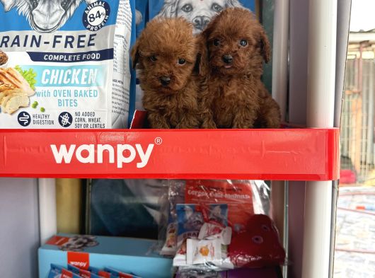 Toypoodle Yavruları görsel